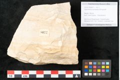 Foto (Objekt + Etikett) von Glyptostrobus europaeus Brongniarti (NHMW-GEO-2024-0188-8077)